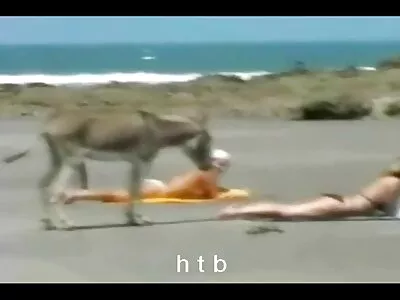 డొమినిక మరియు ఫిలిప్